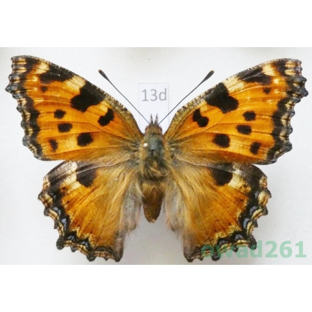 Nymphalis polychloros (Linnaeus, 1758) ex. larva Czech13d